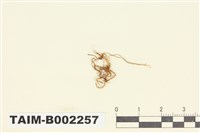 藏品(羽蘚屬)的圖片